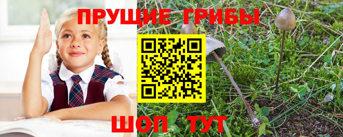 Псилоцибиновые грибы Psilocybe  Псилоцибиновые грибы мицелий  Вход с VPN  Лесозаводск 